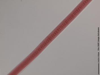 N018b 100x.JPG